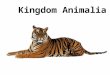 Kingdom Animalia. ~ Characteristics ~ Multi-cellular Eukaryotic with no cell walls Heterotrophs (consumers) motile
