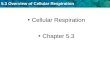 5.3 Overview of Cellular Respiration Cellular Respiration Chapter 5.3