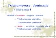 Trichomonas Vaginalis ( 阴道毛滴虫 ) Inhabit --- Female: vagina, urethra --- Trichomonas vaginitis, Trichomonas urethritis --- Male: urethra, prostate gland