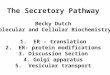 The Secretory Pathway Becky Dutch Molecular and Cellular Biochemistry 1. ER - translation 2. ER- protein modifications 3. Discussion Section 4. Golgi apparatus