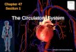 The Circulatory System Chapter 47 Section 1 Notes