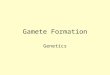Gamete Formation Genetics Human Gamete Formation Gametes are the sperm and egg Both haploid (n), meaning they have only one of each type of chromosome