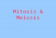 Mitosis & Meiosis. Mitosis Review Cell makes a copy of itself 1) Copy its DNA (part of a chromosome). 2) Copies are separated & sorted into two sides