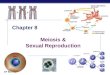 AP Biology 2005-2006 Chapter 8 Meiosis & Sexual Reproduction