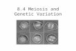 8.4 Meiosis and Genetic Variation. Learning Objectives To learn why meiosis is necessary. To understand what happens during meiosis. To realise how meiosis