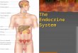 The Endocrine System. What is the Endocrine System? Glands in the body that secrete hormones Hormones stimulate growth and affect moods and emotions –