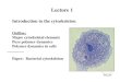 Lecture 1 Introduction to the cytoskeleton Outline: Major cytoskeletal elements Pure polymer dynamics Polymer dynamics in cells Paper: Bacterial cytoskeleton