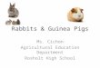 Rabbits & Guinea Pigs Ms. Cichon Agricultural Education Department Rosholt High School