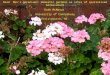Dead Men’s geraniums: Domestic gardens as sites of spatialised bereavement Ruth McManus University of Canterbury Christchurch, NZ