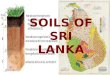 SOILS OF SRI LANKA Major characteristics of Alluvial Soils are:- 1)These are of Transported origin. 2)Alluvial soil as a whole is very fertile. 3)According