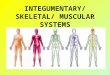 INTEGUMENTARY/ SKELETAL/ MUSCULAR SYSTEMS. I. Integumentary System A. Functions 1. covers & protects body – a. from bacteria b. from drying out