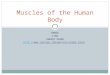 DANCE LTHS CHEESY VIDEO HTTP:// 0U_59UDC Muscles of the Human Body