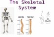 The Skeletal System. The Human Skeleton ● Made up of 206 bones ● Bones come in many different forms ● Many parts of the body are made up of several bones