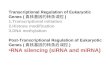 Post-Transcriptional Regulation of Eukaryotic Genes ( 真核基因的转录后调控 ) RNA silencing (siRNA and miRNA) Transcriptional Regulation of Eukaryotic Genes ( 真核基因的转录调控