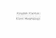 Kingdom Plantae Plant Morphology. Plant Evolution Ancestor = Charophytes  member of the green algae