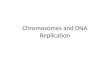 Chromosomes and DNA Replication. What We Will Be Covering DNA and Chromosomes – Length and Structure DNA Replication