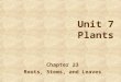 Unit 7 Plants Chapter 23 Roots, Stems, and Leaves