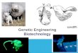 Genetic Engineering Biotechnology HISTORY OF GENETIC ENGINEERING Before technology, humans were using the process of selective breeding to produce the