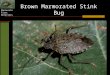Minnesota First Detectors Brown Marmorated Stink Bug