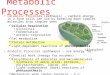 Chloroplast pl. Grana Catabolic Processes (pathways) – capture energy in a form cells can use by breaking down complex molecules into simpler ones Cellular