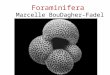 Foraminifera Marcelle BouDagher-Fadel. HOW TO RECOGNIZE A PLANKTONIC FORAMINIFERA By its simplicity Lacks the additional skeletal Structures characteristics