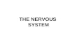 THE NERVOUS SYSTEM. The Nervous System Central Nervous System Peripheral Nervous System BrainSpinal cord Cranial Nerves Spinal Nerves Ganglia