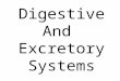Digestive And Excretory Systems. Digestive System