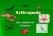 Arthropods The “Jointed Foot” Creatures. Characteristics of Arthropods  Arthropods have an exoskeleton made of Chiton and Proteins, Bilateral Symmetry,