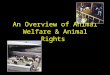 An Overview of Animal Welfare & Animal Rights. Overview Definitions Activists charges How producers can respond to activists views Setting the standards