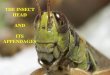 THE INSECT HEAD AND ITS APPENDAGES.  A good web site for insect anatomy