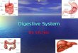 Digestive System By: Lily Jula Mouth The mouth is a natural opening where food goes in to your stomach