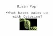 Brain Pop What bases pairs up with Cytosine?. 1 DNA stands for deoxyribose nucleic acid This chemical substance is present in the nucleus of all cells
