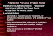 Additional Nervous System Notes Important neurotransmitters – “classical” neurotransmitters that have been recognized for many years: 1. Acetylcholine
