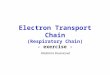 Electron Transport Chain (Respiratory Chain) - exercise - Vladimíra Kvasnicová