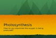 Photosynthesis How do you maximize the oxygen is being produced?