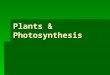 Plants & Photosynthesis. Plant Tissues  Ground tissue –  Parenchyma – thin walled, used for storage, photosynthesis, or secretion.  Collenchyma – thick,