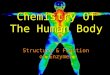 Chemistry Of The Human Body Structure & Function of Enzymes