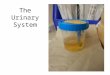 The Urinary System. Quick Overview of the Urinary System