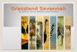 Grassland Savannah by Dhara, Anna, Maddie and Caroline