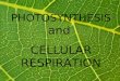 PHOTOSYNTHESIS and CELLULAR RESPIRATION. SECTION 1 Photosynthesis
