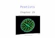 Protists Chapter 29. 2 Protists Protists are the most diverse of the four eukaryotic kingdoms -Unicellular, colonial and multicellular groups The kingdom