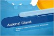 Adrenal Gland By Helena Daka, Rosanna Gizzo & Elizabeth Peraj