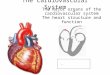 The Cardiovascular System The major organs of the cardiovascular system The heart structure and function
