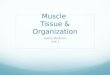 Muscle Tissue & Organization Sports Medicine Unit 3
