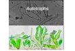 Autotrophs. Cyanobacteria Distinguished from anoxygenic photosynthetic bacteria by presence of chlorophyll a (more evolutionarily advanced than bacteriochlorophyll