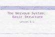 The Nervous System: Basic Structure Lesson 6-1. Objectives: Identify Parts of the Nervous System Describe the functions of the Nervous System