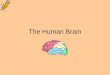 The Human Brain. The Brain Is protected by the skull and three tough membranes known as meninges The spaces between the brain and the skull are filled