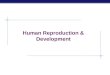AP Biology 2005-2006 Human Reproduction & Development