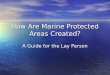 How Are Marine Protected Areas Created? A Guide for the Lay Person