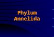 Phylum Annelida. Metamerism Have an anterior prostomium and posterior pygidium; both nonsegmented Body is divided into a linear series of similar parts